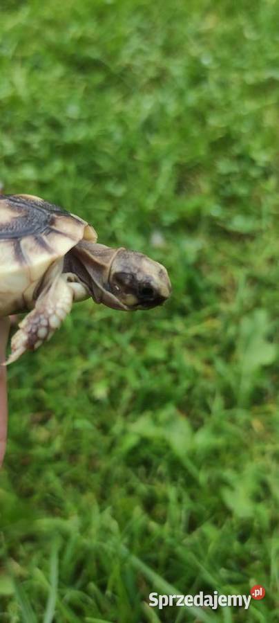 Żółw grecki Testudo hermanni młody