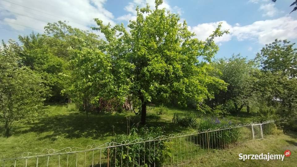 Działka ROD Łódź Dąbrowa 89zł/m2 sprzedam