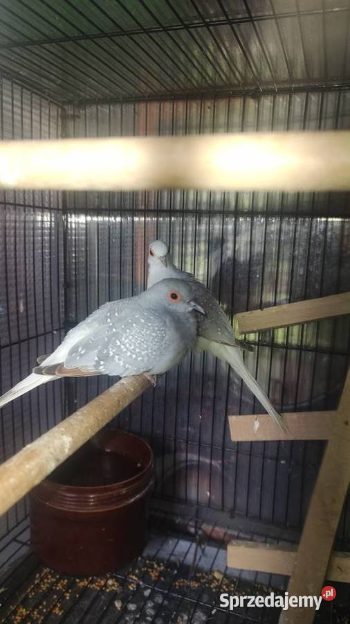Zeberki gołabki amadyna zebrowata
