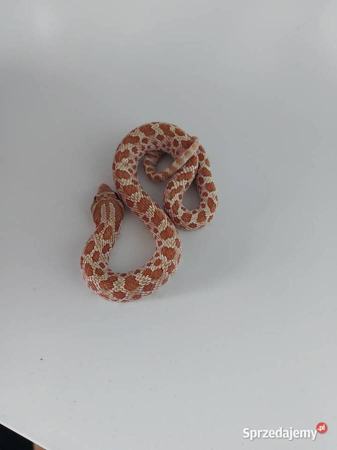 Heterodon zachodni Reda