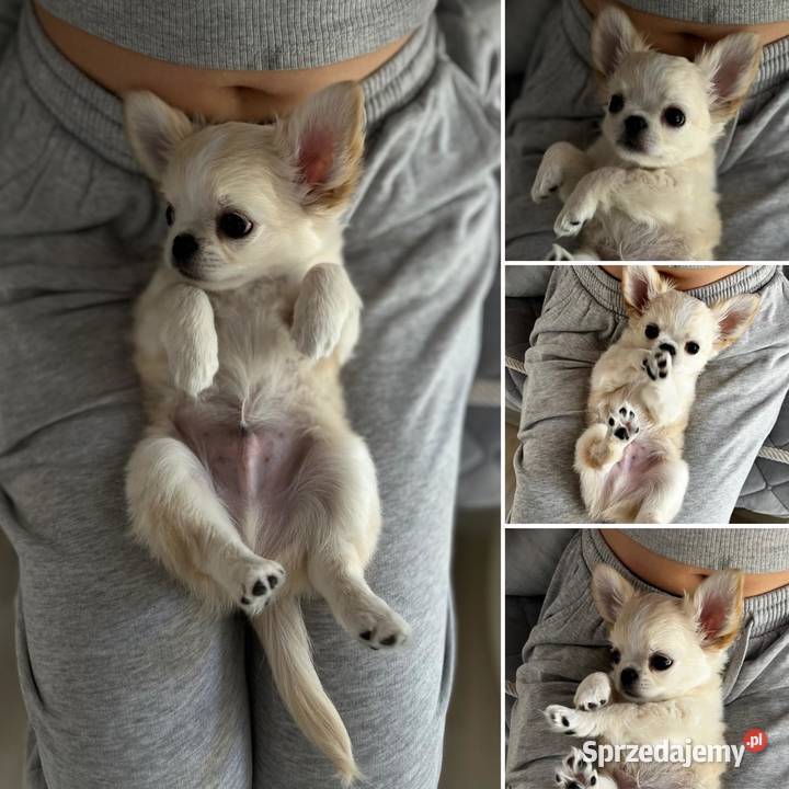 Białokremowy chihuahua długowłosy zjawiskowej Solniczki