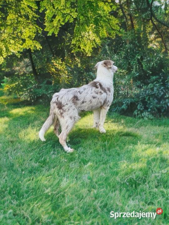 ARES Border Collie o umaszczeniu LILAC MERLE Limanowa