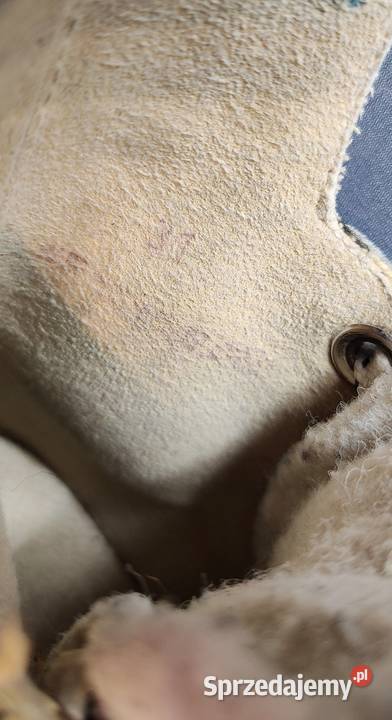 Łyżwy dziecięce hokejowe Montreal rozmiar 31 205 Jasień