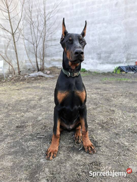 Szczeniak dobermana łódzkie Dzierzgów sprzedam