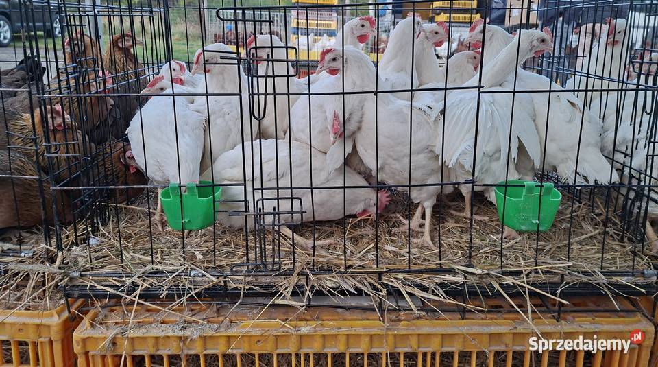 Kury Nioski Dominant Rosa Leghorn Lohmann Lubliniec