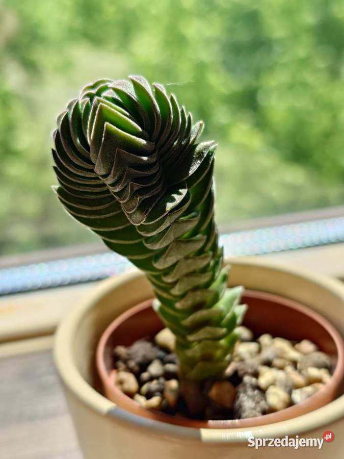 Sukulent grubosz Crassula Buddhas Temple Warszawa
