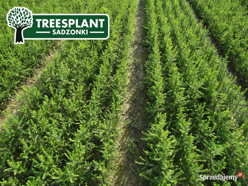 Sadzonki Świerk Pospolity Picea Abies 21 3050 Lublin