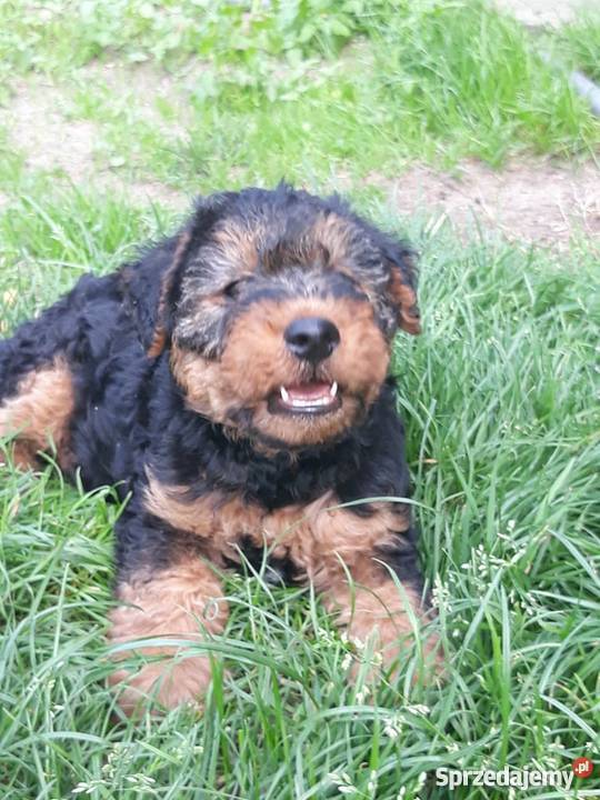 Szczeniaki Terier Walijski małopolskie Biadoliny Szlacheckie