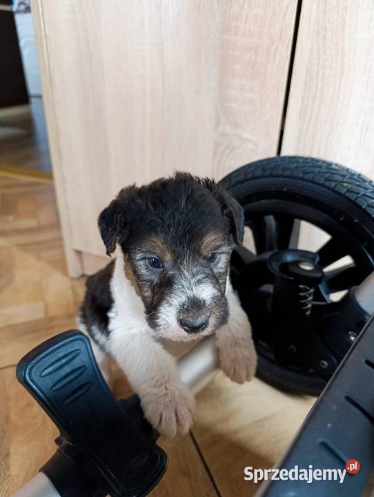 Foksterier tricolor szorstkowłosy Sokołów Podlaski sprzedam
