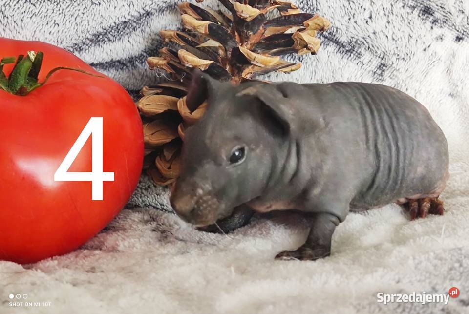 Świnki morskie skinny łyse Łódź łódzkie