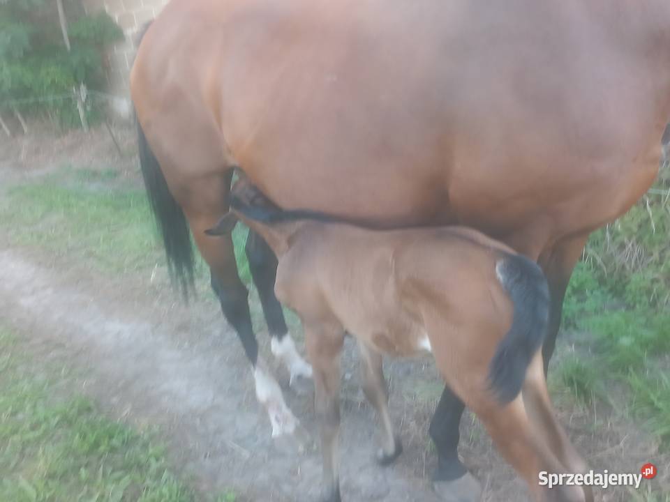 Wolny boksy w stajni przydomowej Hotel BŁASZKI Konie łódzkie Błaszki