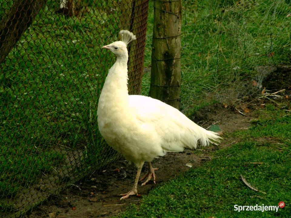 Piękne zadbane pawie Mechowo