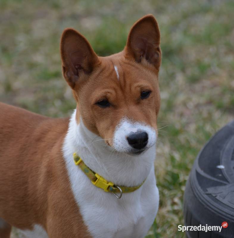 Basenji - sunia Z Klanu Łobuzów FCI - paszport EU