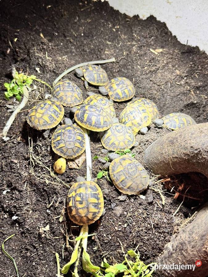 Młode Zolwie greckie żółw grecki okazja opolskie Kędzierzyn-Koźle