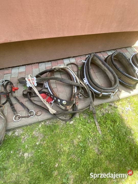 sprzedam homonty konia Urzejowice sprzedam