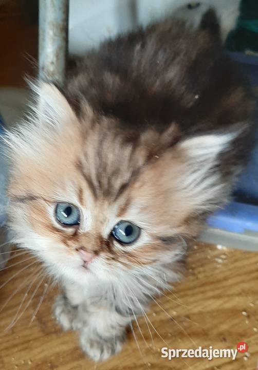 Kocięta perskie Perski Katowice