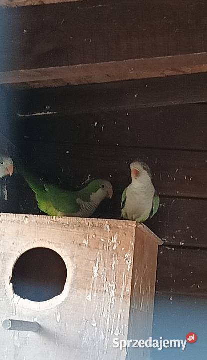 Sprzedam papugi mnichy nizinne Wilkowyja