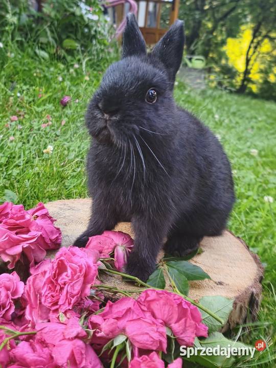 Królik miniaturka mini lop karzełek Kraków