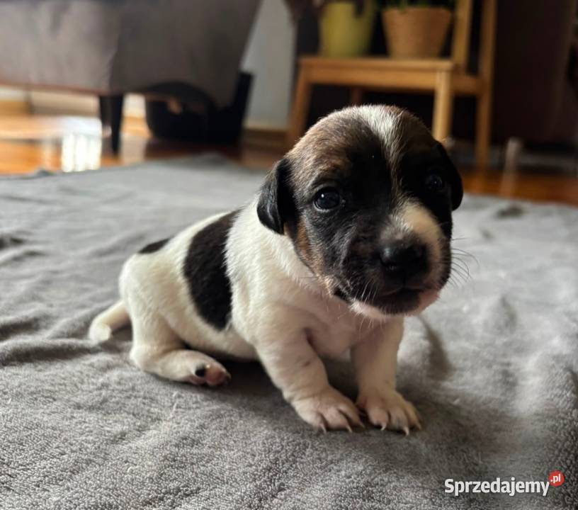 Piesek Jack Russell Terrier Jack Russell Terrier Drawno