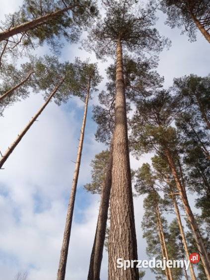 Sosna tartaczna Lipa