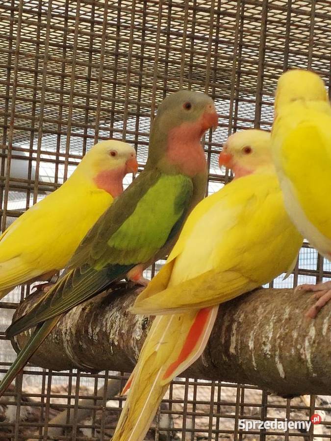 Sprzedam papugi Grodzisk Wielkopolski