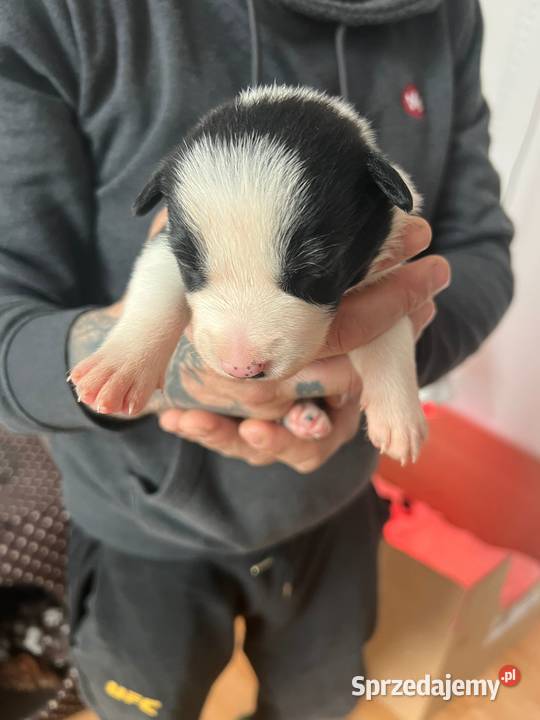 Border Collie Nie Spotykane w Polsce Owczarek Bolesławiec