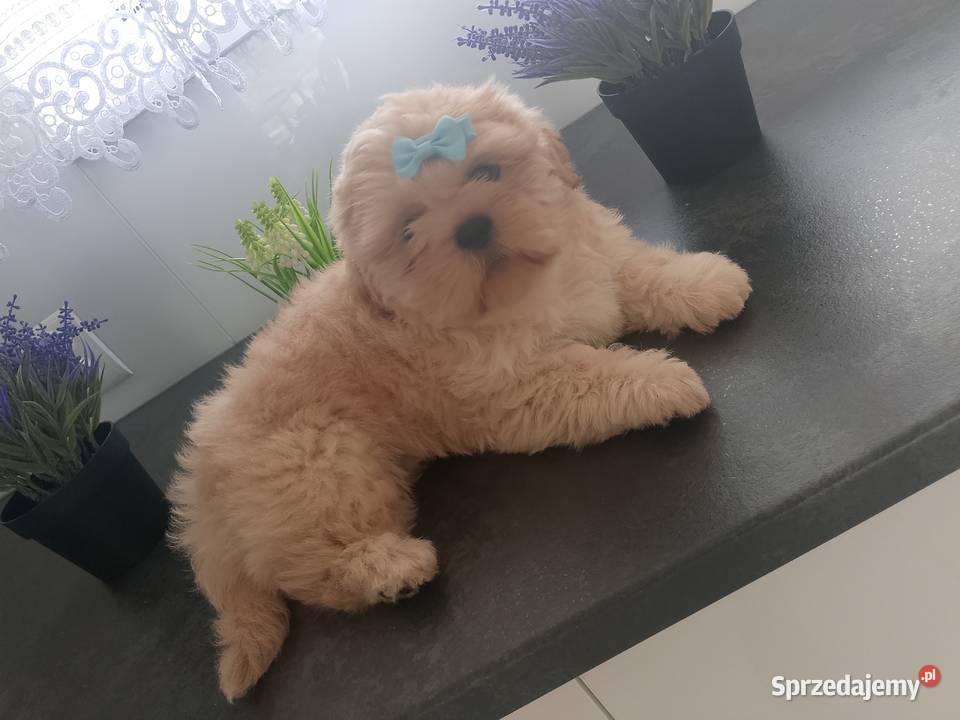 Ostatni piesek rasy ShihTzu szuka domku opolskie Namysłów