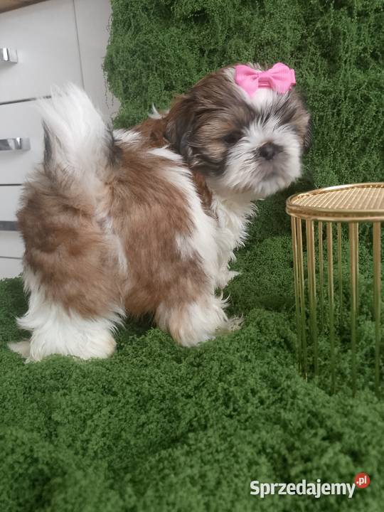 Gotowa do odbioru śliczna suczka rasy ShihTzu Kępno