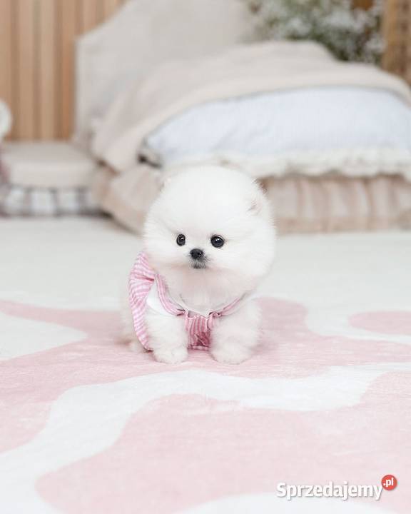 Pomeranian miniature Warszawa sprzedam