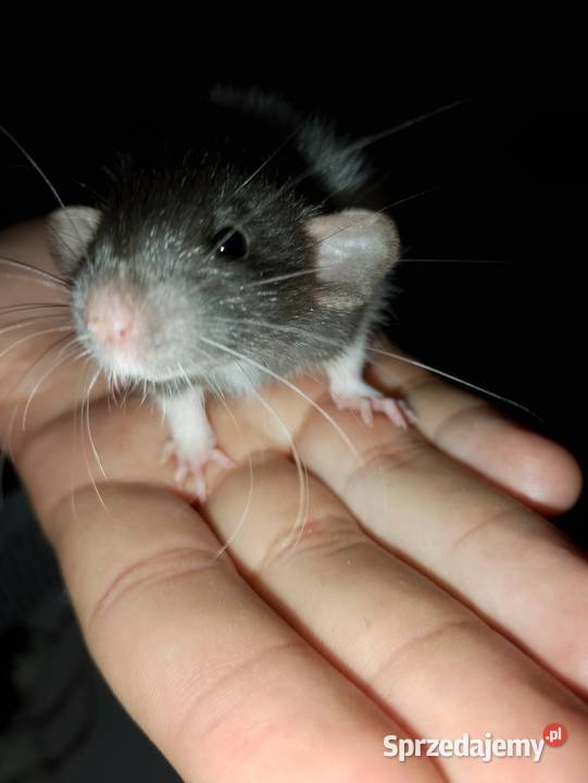 Szczurki dumbo sprzedam