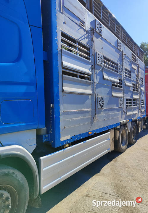 Scania R500 Pezzaioli 3 poziomy żywca zwierząt Starachowice