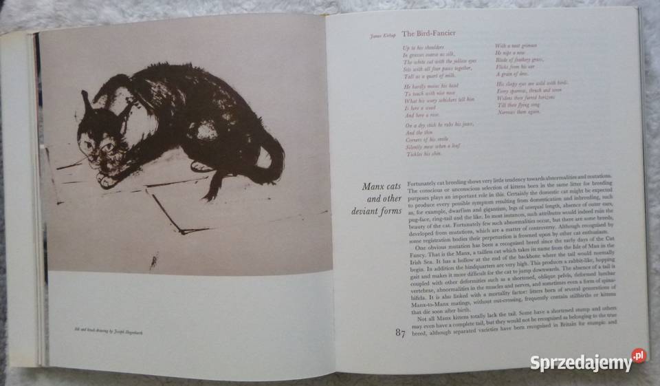 The Big Book of Cats M Burger E Tylinek Warszawa