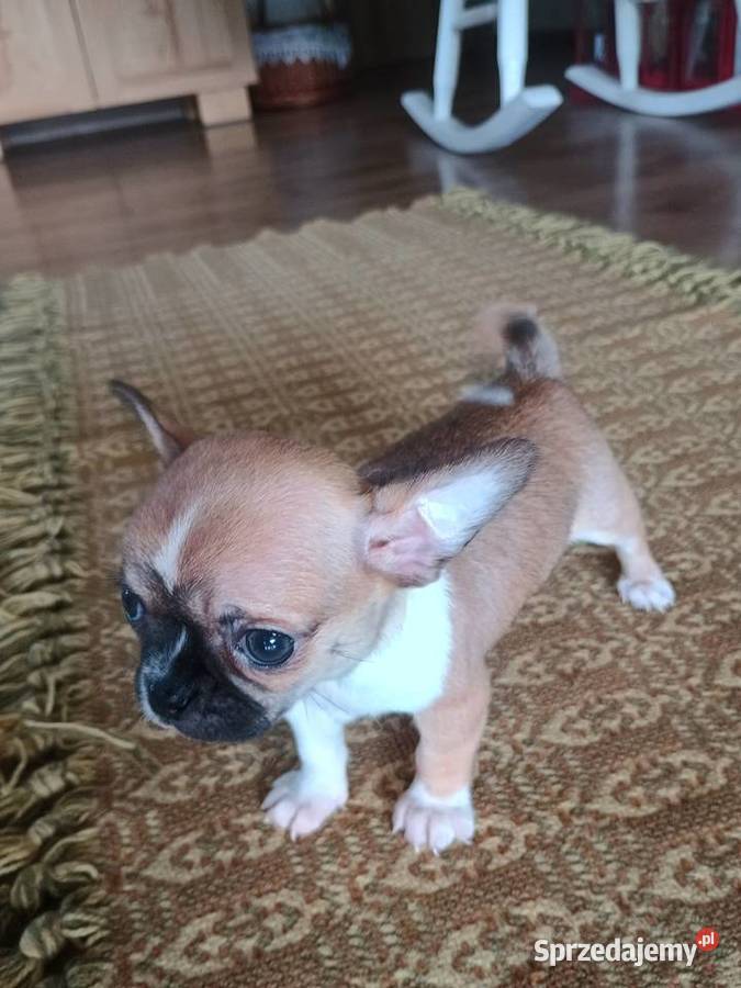 Chihuahua malutki xxs łódzkie