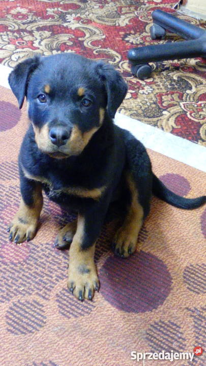 Trzymiesięczna suczka rasy rottweiler Hebdów