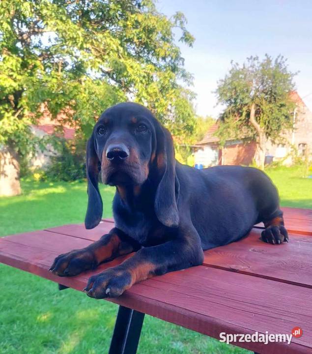 Gończy Polski Szczenięta ZKwP FCI