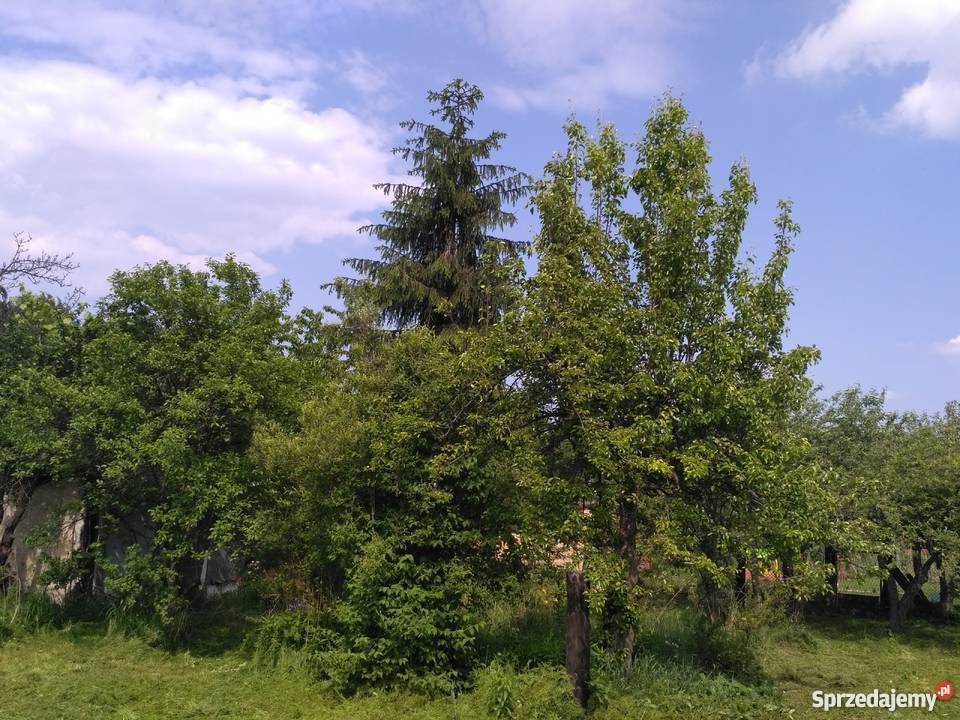 Ogródek działkowy Chorzów