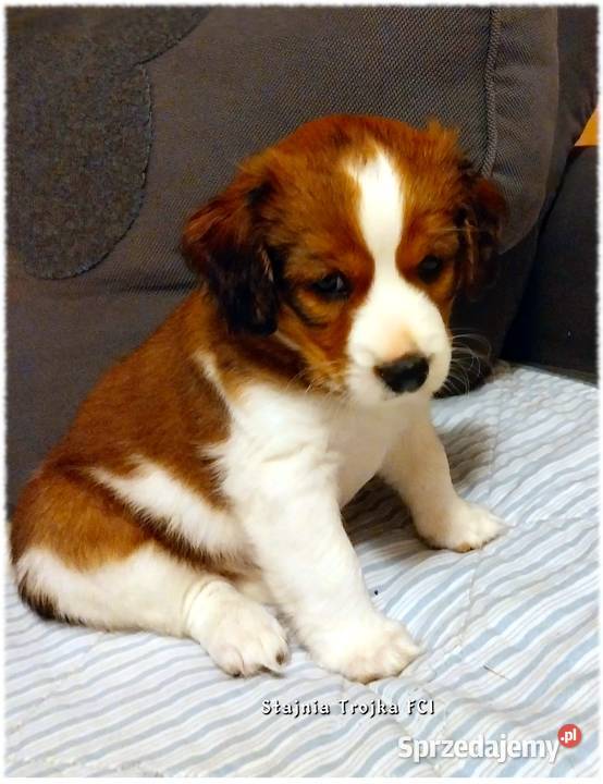 Do adopcji urocze szczeniaki rasy Kooikerhondje Zaświatycze