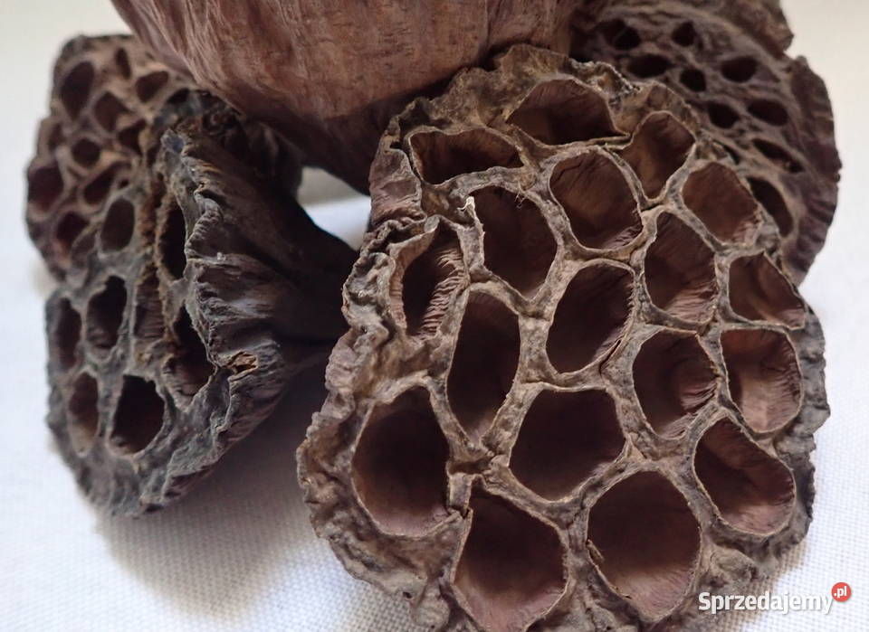Kwiat Lotosu suszony naturalny Paczka 20 Siewierz