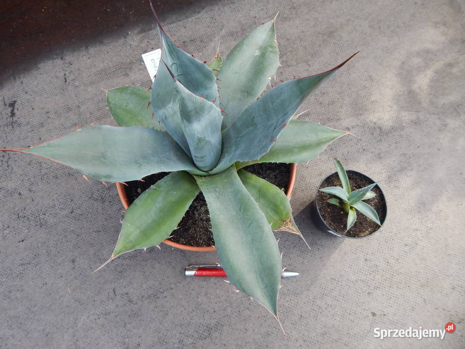 Mrozoodporna agawa Agave parrasana do 12C jedyna małopolskie Kraków