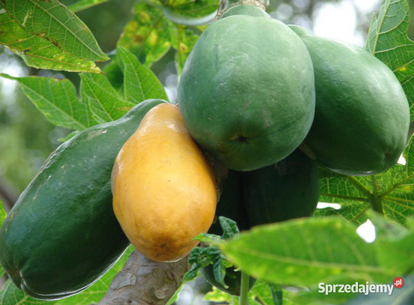 MELONOWIEC WŁAŚCIWY Carica papaya NASIONA 600 Lubanie