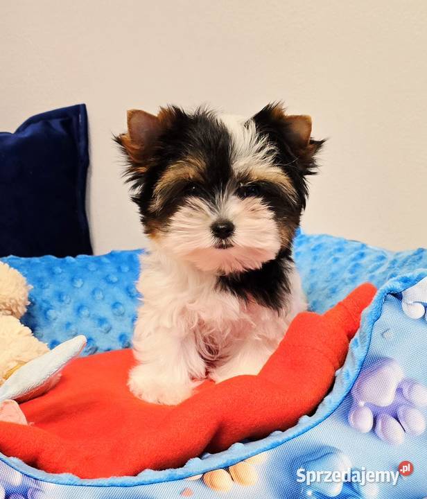 Prześliczna suczka Biewer Yorkshire Terrier śląskie Orzesze