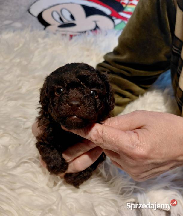 Pudel toy czekoladowy Wyszków