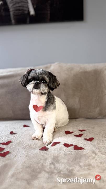 Reproduktor Shih Tzu Poznań sprzedam