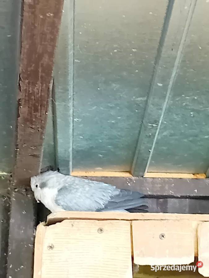 Papugi mńichy Siedlce sprzedam