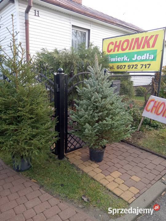 Choinki Świąteczne z własnej plantacji sprzedam