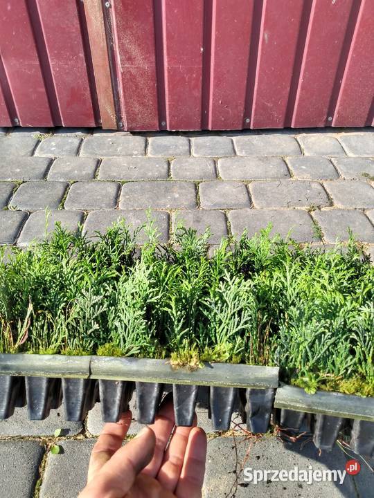 Tuja sadzonki multiplaty sprzedam