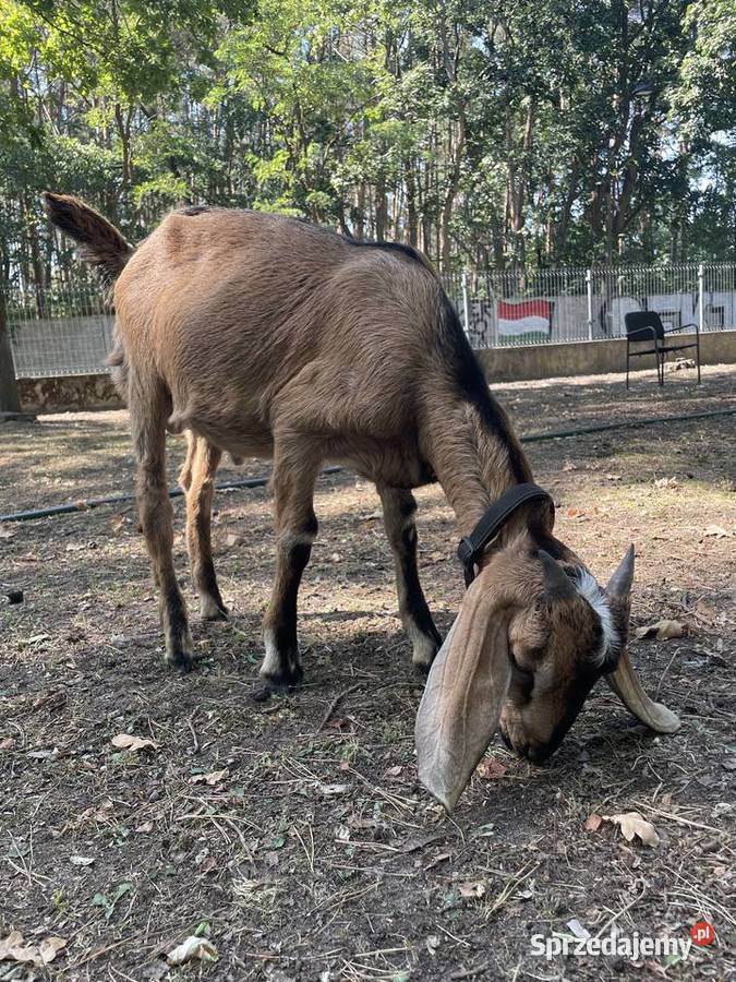 Koza anglonubijska koziołek cap 5 miesięcy mazowieckie