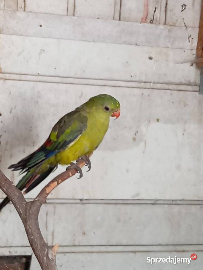 Księżniczka słoneczna Skawina