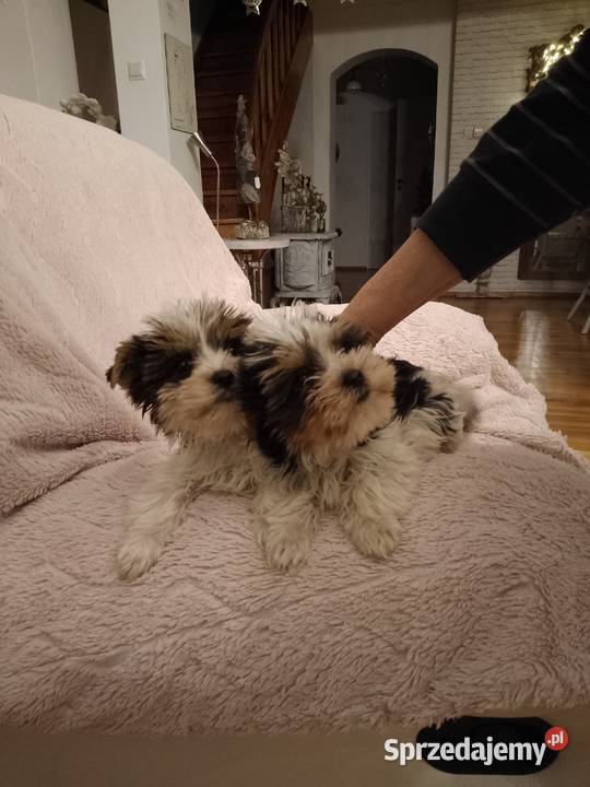 Sprzedam sunie Yorkshire Terrier Bewer Tanowo sprzedam