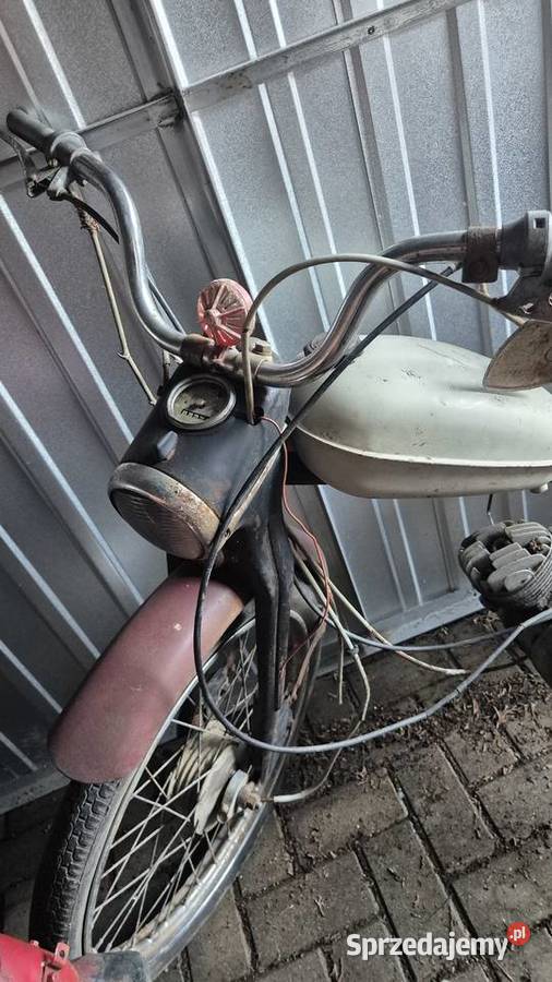 Komar sztywniak zarejestrowany podlaskie Hryniewicze